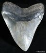 Mega Megalodon Tooth - Inches #2485-2